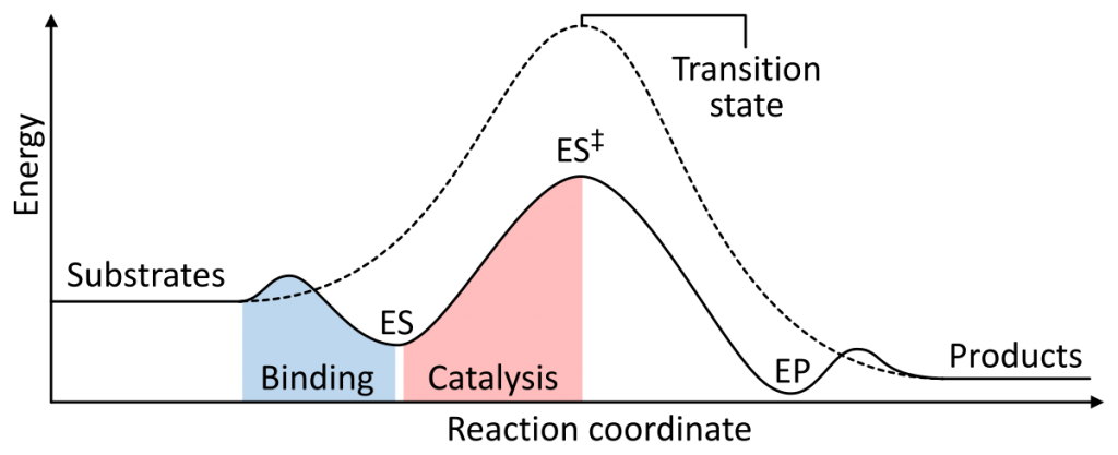 Enzyme catalysis