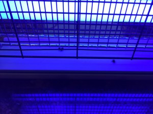 It killed three flies within its first 45 mins of operation!